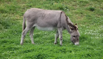 Звуки ослов