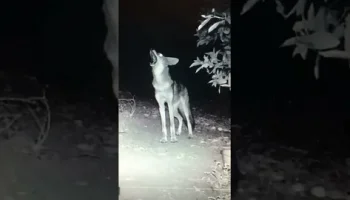 Звуки лая, воя койота