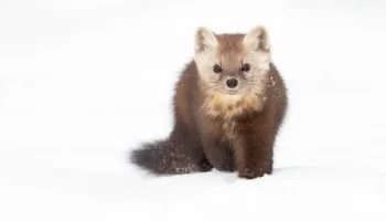 Звуки соболя