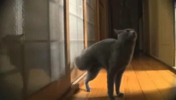 Звуки кошки, стук лапами