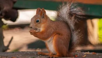 Звуки белки