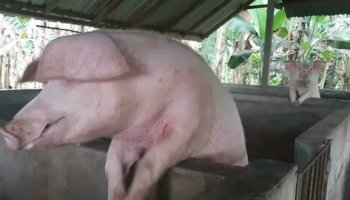 Звуки хрюканья