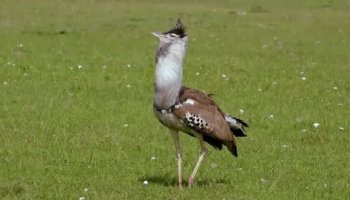 Звуки дрофы