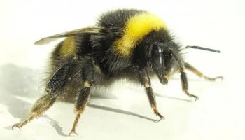 Звуки шмеля