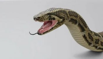 Звуки шипения змей