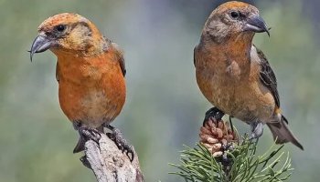 Звуки клеста