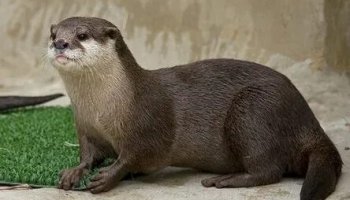 Звуки выдры