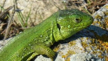 Звуки ящерицы