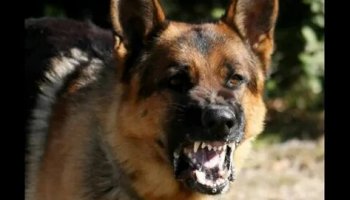 Звуки рычания собаки