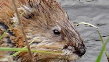 Звуки ондатры