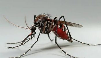 Звуки писка комара