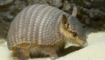 Звуки броненосца