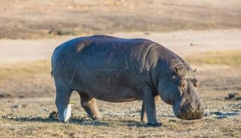 Звуки бегемота