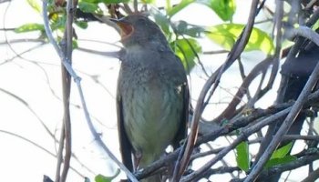 Звуки трели