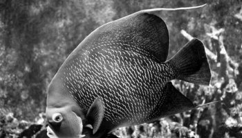 Звуки рыб, водных животных