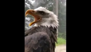 Звуки крика орла