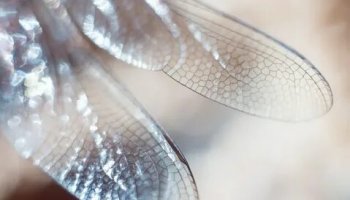 Звуки крыльев стрекозы