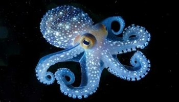Звуки осьминога