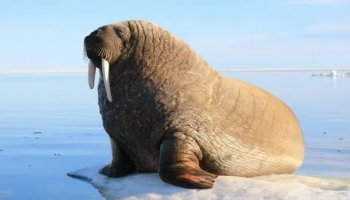 Звуки моржей