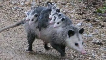 Звуки опоссума