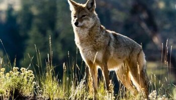 Звуки койота