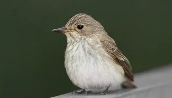 Звуки птицы мухоловки