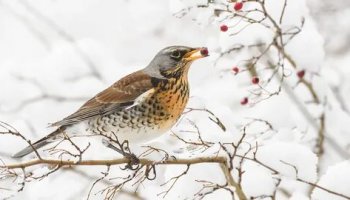 Звуки дрозда