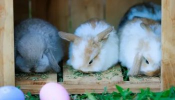 Звуки кроликов