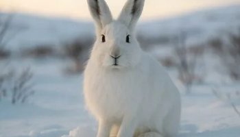 Звуки зайца