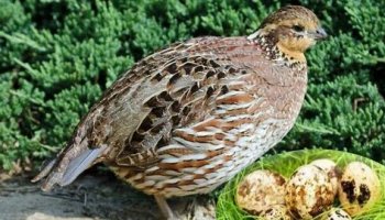 Звуки перепёлки