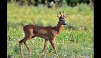 Звуки косули