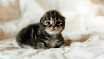 Звуки котёнка