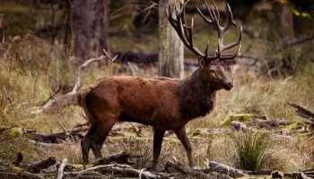 Звуки оленя