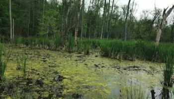 Звуки болота