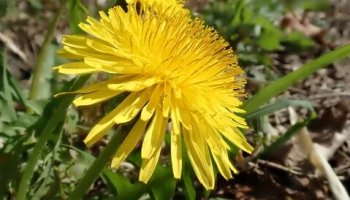 Звуки одуванчика