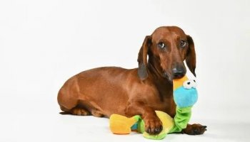 Звуки собаки с игрушкой