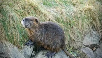 Звуки нутрии