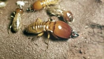 Звуки термитов