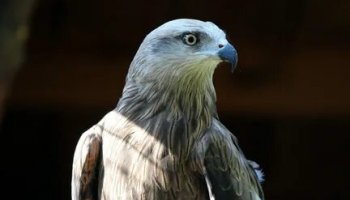 Звуки коршуна