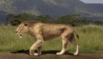 Звуки саблезубого тигра