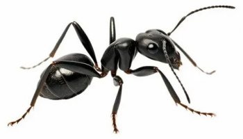 Звуки муравья