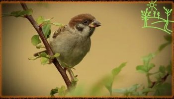 Звуки чириканья воробья