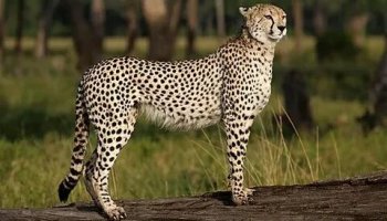 Звуки гепарда