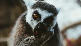 Звуки лемуров