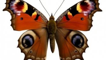 Звуки бабочек