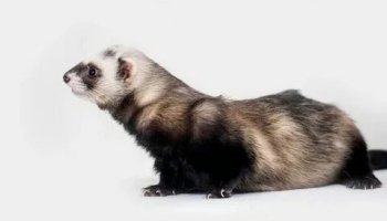 Звуки хорька