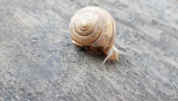 Звуки улитки