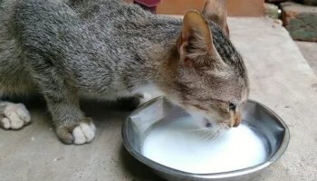 Звуки кошки, молока