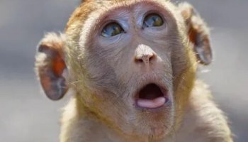 Звуки обезьяны