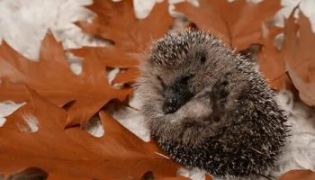 Звуки ёжика